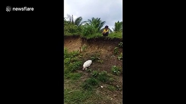 Son canard est dressé comme un chien... il lui remmène sa chaussure