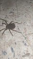 Il découvre une araignée transportant des milliers de bébés sur son dos