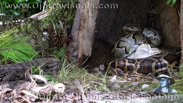 Un python défend férocement ses oeufs face à un lézard gourmand
