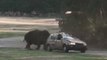 Un rhinocéros s'en prend à la voiture d'une gardienne d’un zoo