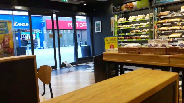 Cette mouette futée et affamée vient voler un paquet de chips dans un magasin...