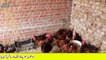 نوجوان اور خواتین گھر میں امیریکی نسل کی مرغیاں پال کر ماہانہ ہزاروں روپے کمائیں.زبردست بزنس آئیڈیا,سنیۓ تجربہ کار فارمر کی زبانی