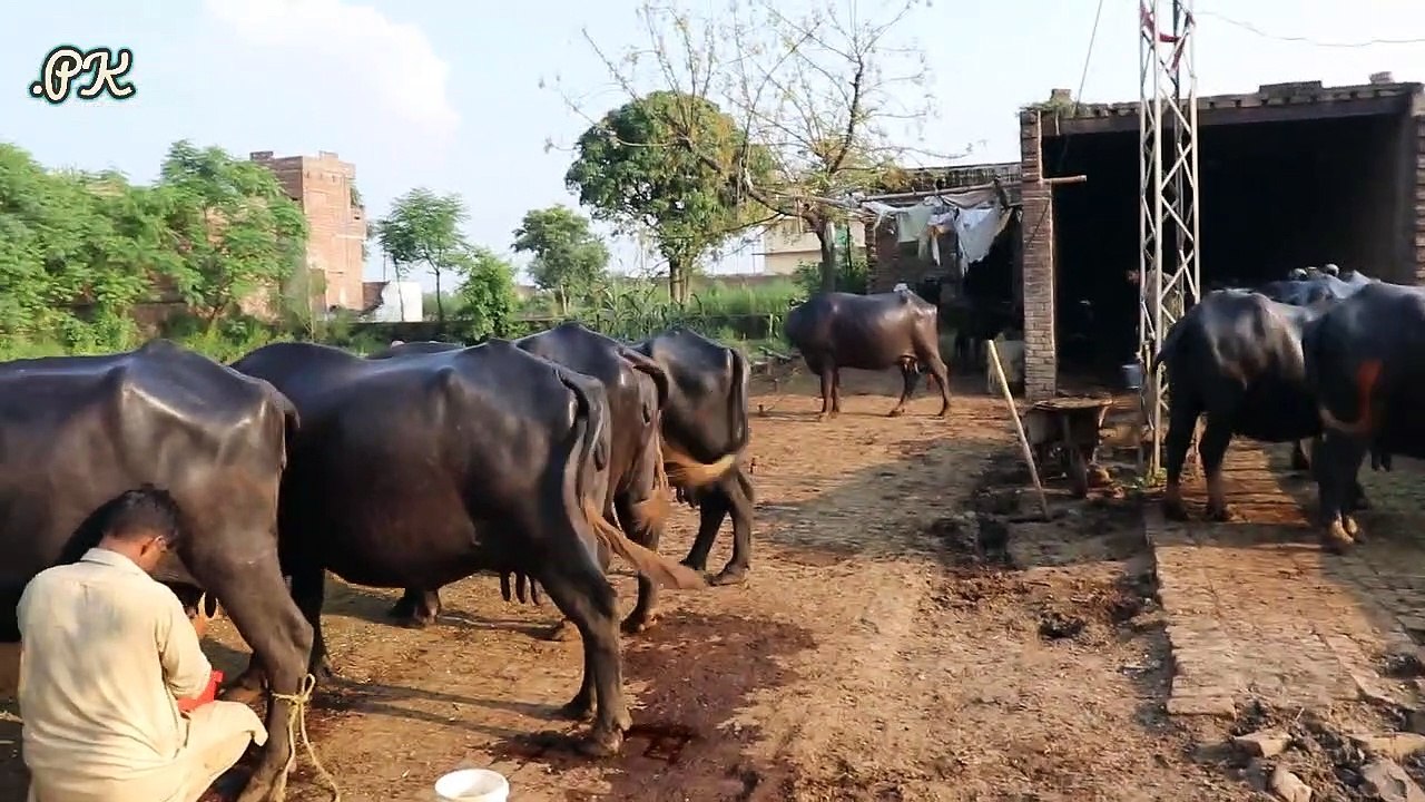 Nili Ravi Buffaloes Small Farm | Buffaloes Farming in Urdu | Dairy Farming | Buffaloes Farming Tips  -- 12 بھینسوں کا فارم ,نوجوان مالک ,10 سال کا تجربہ ,9 بھینسوں کا روزانہ 70 کلو دودھ ,بھینسوں کے کاروبار کے حوالے سے زبردست اور لاجواب انٹروی