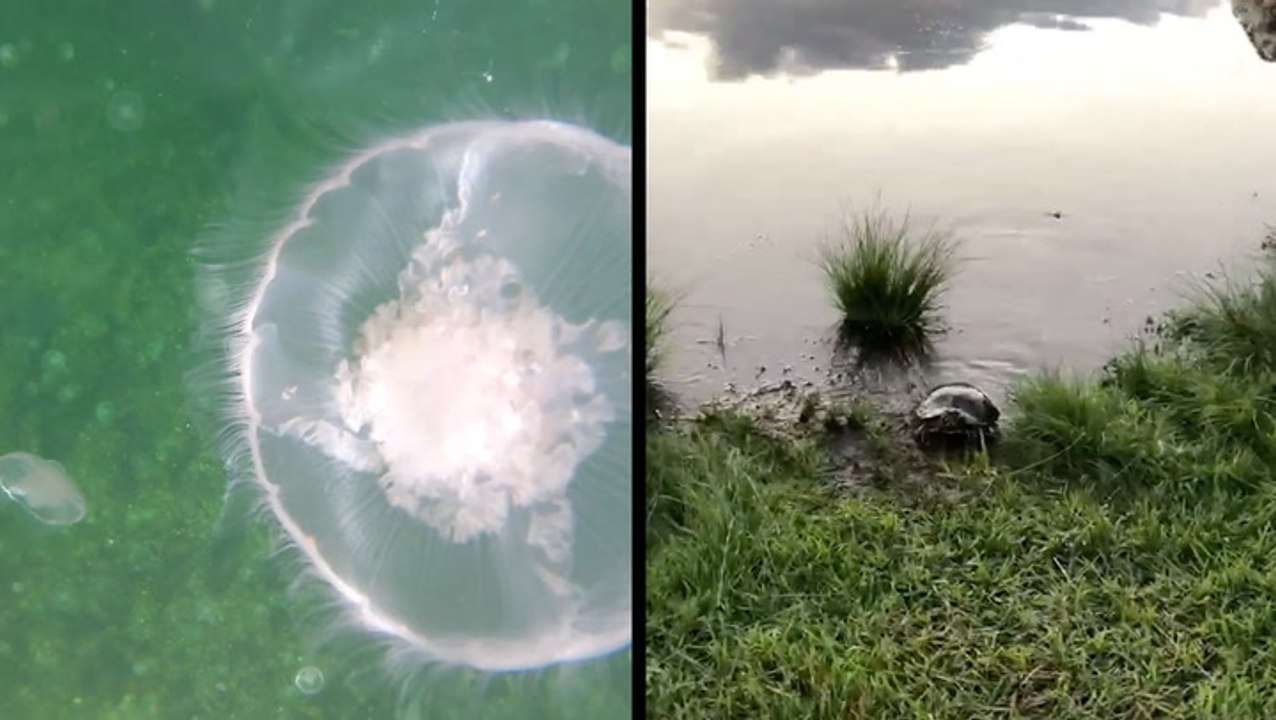 That's A Lot Of Jellyfish & Cute Turtle Responds To Woman's Call