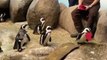 Penguins At This California Aquarium Had the Cutest Valentine's Day
