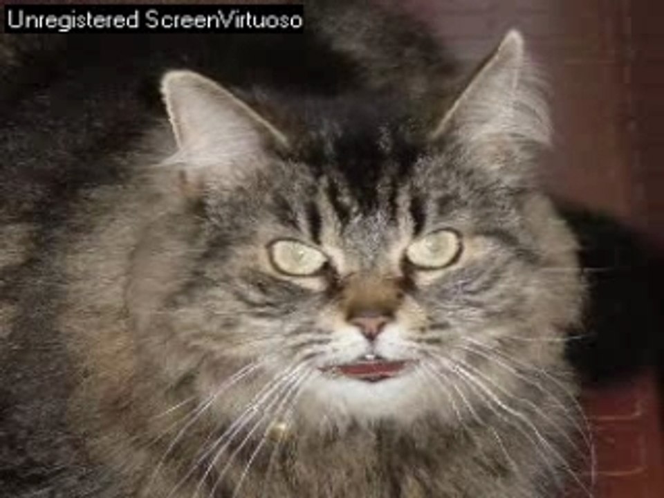 Le chAt ki talk