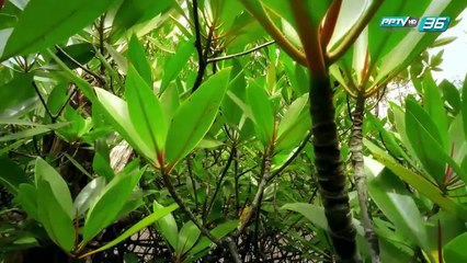 ป่าแห่งดวงจันทร์และป่าที่ไม่มีที่สิ้นสุด - โลกสารคดี (1/3)