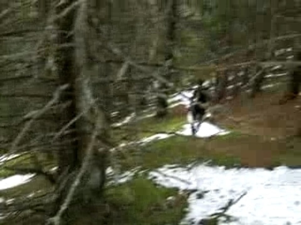 Laurin Jas du Lièvre 012008