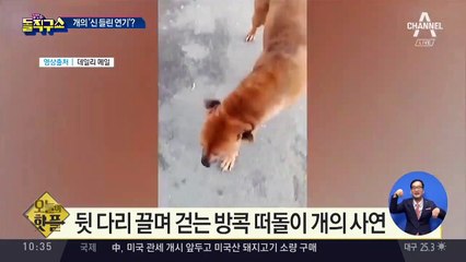[핫플]“간식 얻으려고”…아픈 척 연기하는 개
