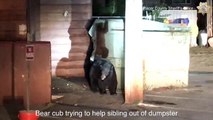 Watch: Bear Cub Desperately Tries To Rescue Sibling Before Cops Free The Trapped Animal