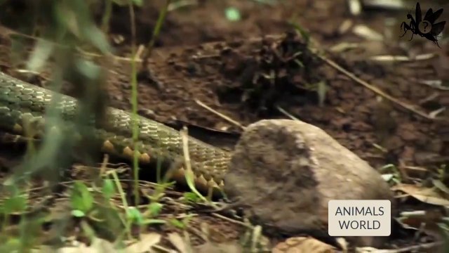 Cobra Real - Comedora de Cobras- Cobras Esser- Cobras Eater