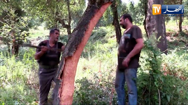 تيزي وزو: الفلين.. ثروة غابية هامة ومورد كبير للإقتصاد الوطني