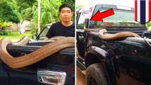 King kobra peliharaan berkeliaran di belakang truk pemilik - TomoNews