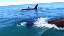 Impresiona : está rodeado de orcas en su moto de agua