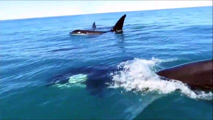 Impresiona : está rodeado de orcas en su moto de agua