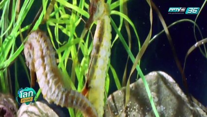 รักไร้พรมแดน - โลกสารคดี (3/3)