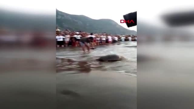 Muğla tedavileri tamamlanan caretta carettalar denize bırakıldı
