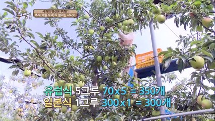 사과의 유럽식 재배 vs 일본식 재배, 그 차이는?