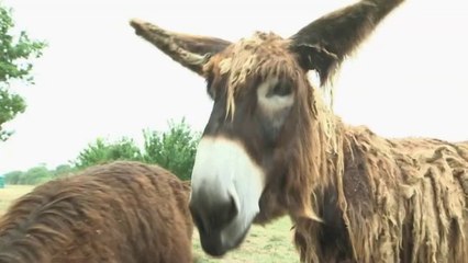 Faune - Le baudet du Poitou sauvé de l’extinction