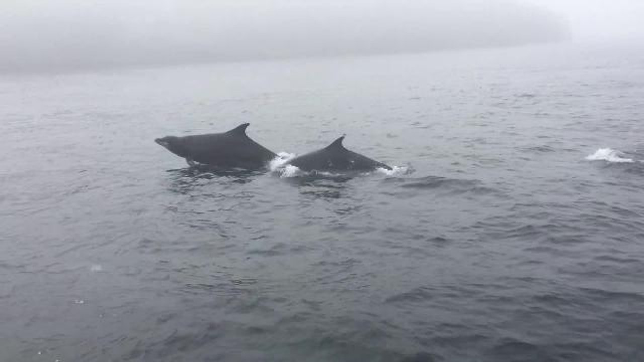dolphin