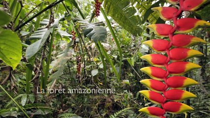 L’Amazonie, fabrique à nuages