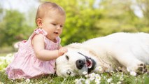 Perros que protegen bebés