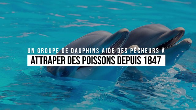 Un groupe de dauphins aide des pêcheurs à attraper des poissons depuis 1847