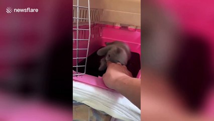 Meet the golden retriever and kitten that are best friends in China