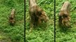 गुजरात के जंगल में शेर को खानी पड़ गई घास, वीडियो वायरल होने पर वन्यजीव प्रेमियों ने दागे सवाल