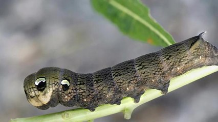What is an Elephant Hawk-Moth Caterpillar?