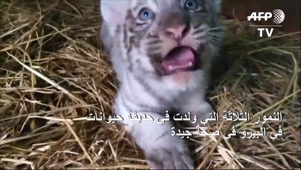 ولادة ثلاثة نمور بنغالية في حديقة حيوانات في البيرو