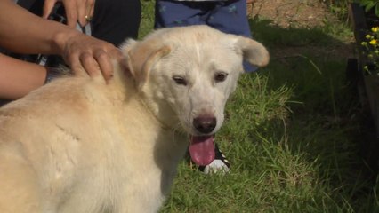 [인천] '北 선물' 풍산개 낳은 강아지 2마리 인천으로 / YTN