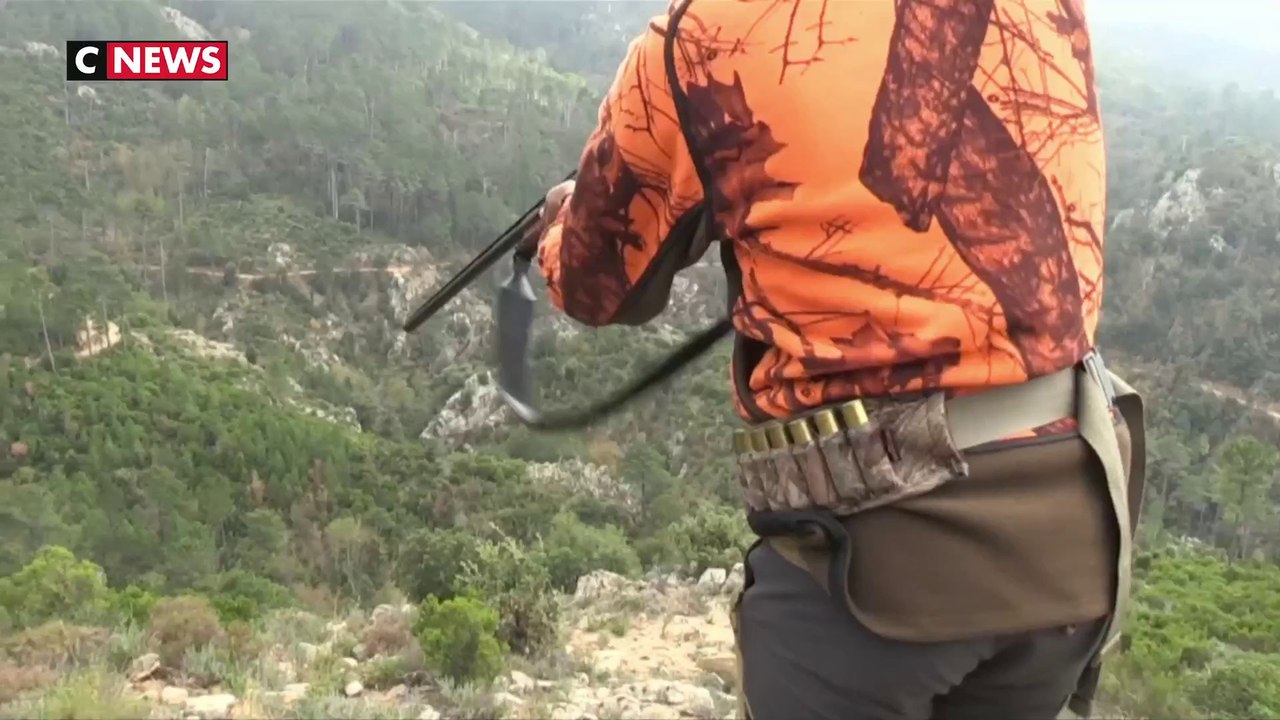 Loups : des tirs d’effarouchement autorisés