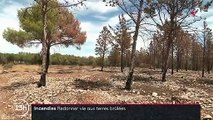 Incendies : comment les terres brûlées renaissent de leurs cendres