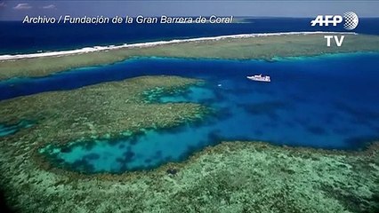 Australia degrada a "muy malas" las perspectivas para la Gran Barrera de Coral