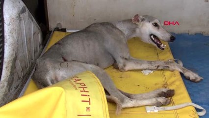 Gaziantep nesli tükenen türk tazısını bıçakladılar
