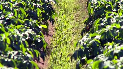 Réduire les risques liés aux pesticides dans les champs de pomme de terre