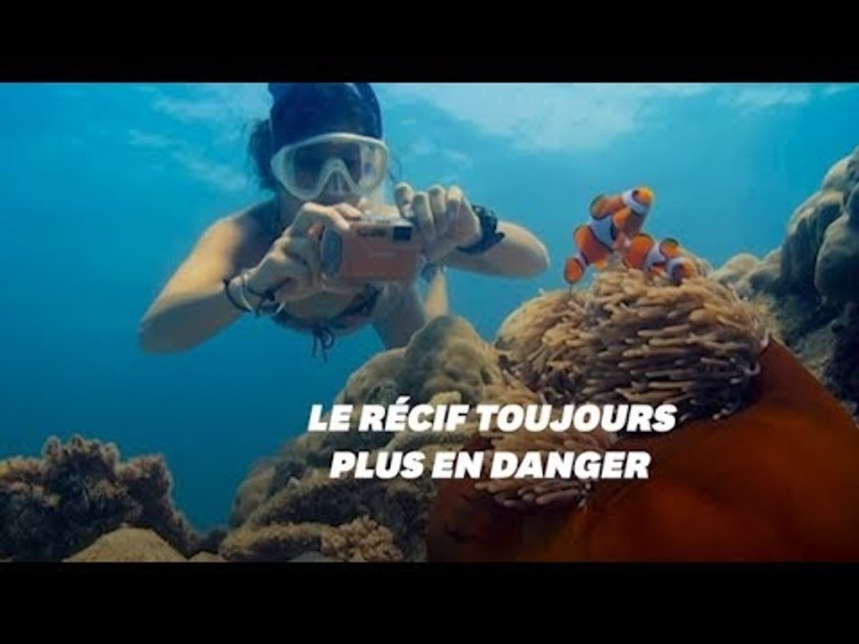 La Grande Barrière de corail face à des perspectives "très mauvaises"