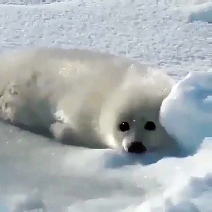 Omg c’est si mignon les petits phoques touffus. On dirait des chiots!