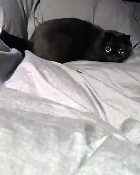 Les yeux de cette chatte sont superbes. Essayez de ne pas craquer !
