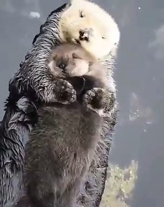 Magique ! Regardez Les mamans savent toujours protéger leurs petits, surtout quand il s’agit de faire la sieste!