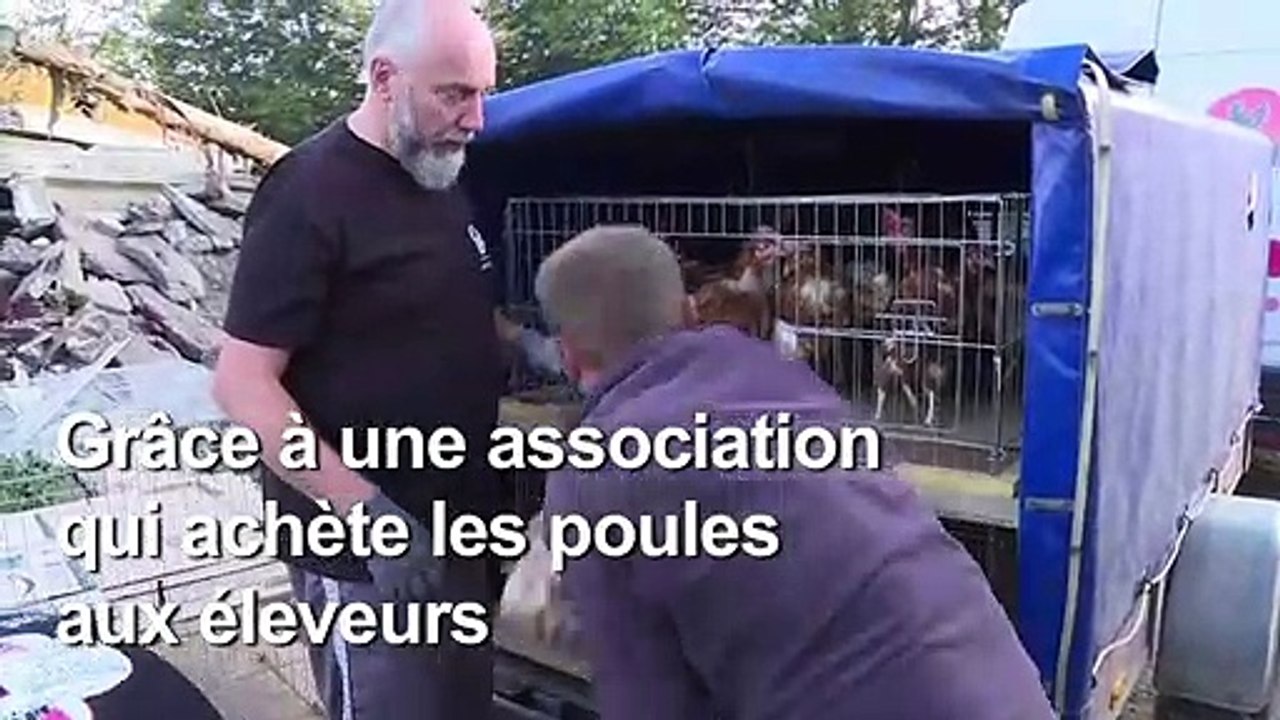 Maubeuge: "Les ch'tites cocottes" sauve les poules de l'abattoir