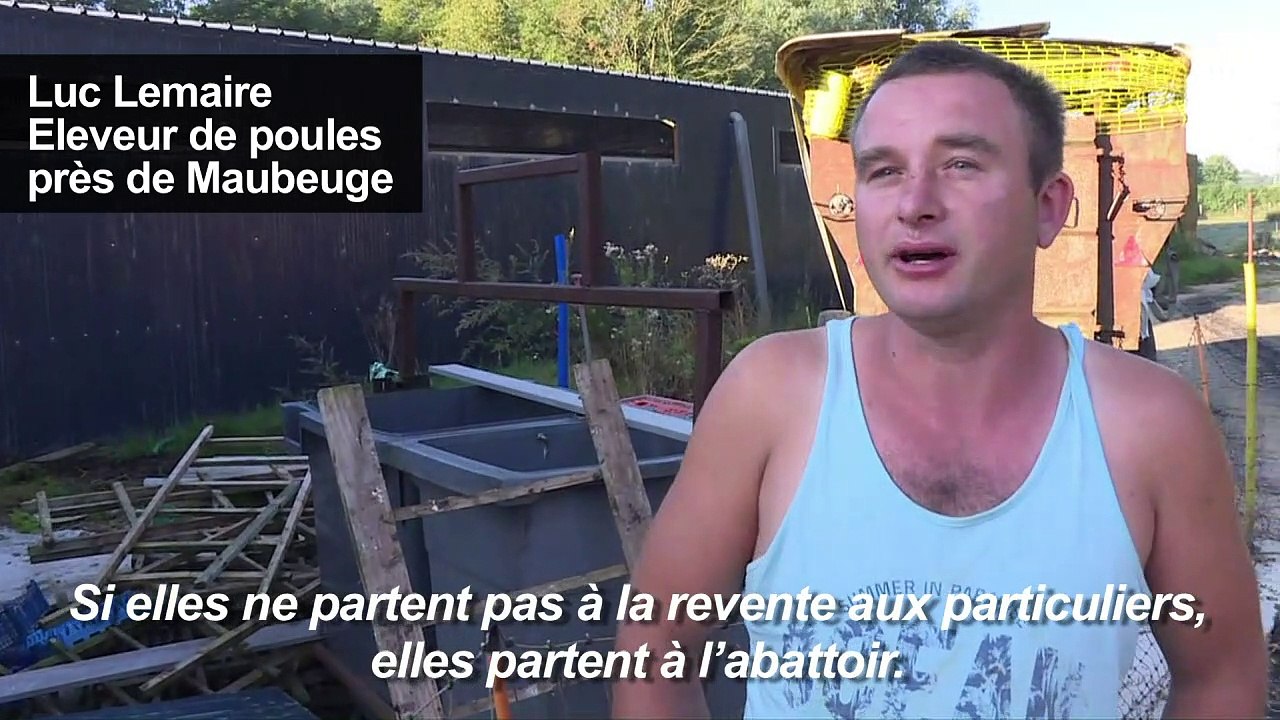 Maubeuge: "Les ch'tites cocottes" sauve les poules de l'abattoir