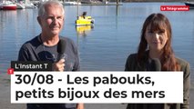 L'Instant Été du vendredi 30 août 2019.  Les pabouks, petits bijoux des mers