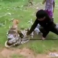 Si courageux ! Ces enfants ont sauvés la vie de ce chien des griffes d'un serpent.