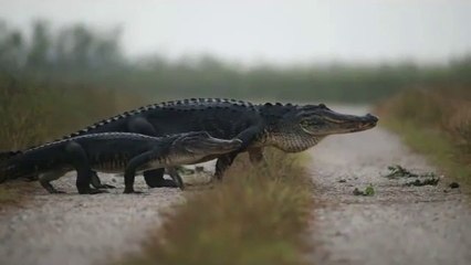 Un chemin très emprunté par les crocodiles