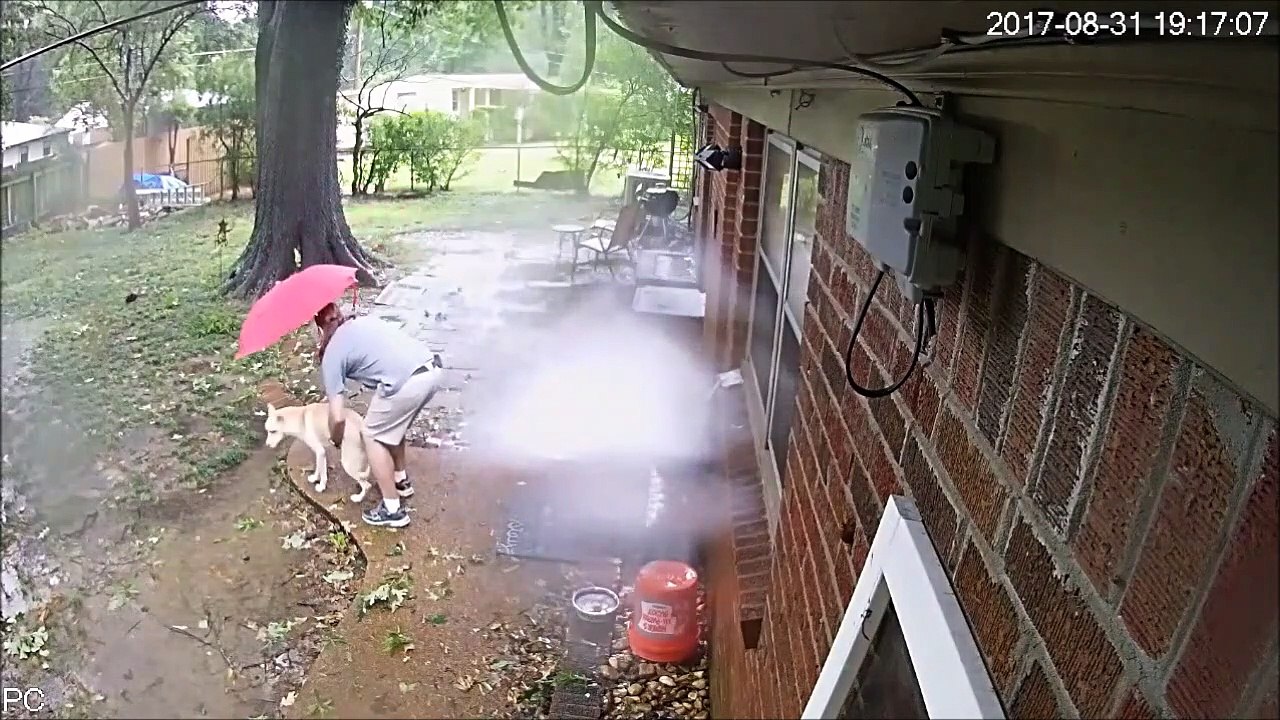 Il échappe de peu à la chute d'un arbre... Chanceux