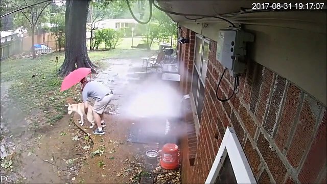 Il échappe de peu à la chute d'un arbre... Chanceux