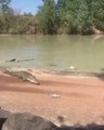 Ils ont la mauvaise idée de pêcher dans une rivière pleine de crocodiles