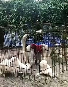 Quand un chat se prend pour un super hero, voici ce que ça donne. Trop drôle !